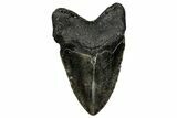 Fossil Megalodon Tooth - North Carolina #358906-2